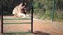 A dog jumping over an obstacle in an outdoor setting