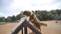 A dog climbing an agility ramp in an outdoor training area