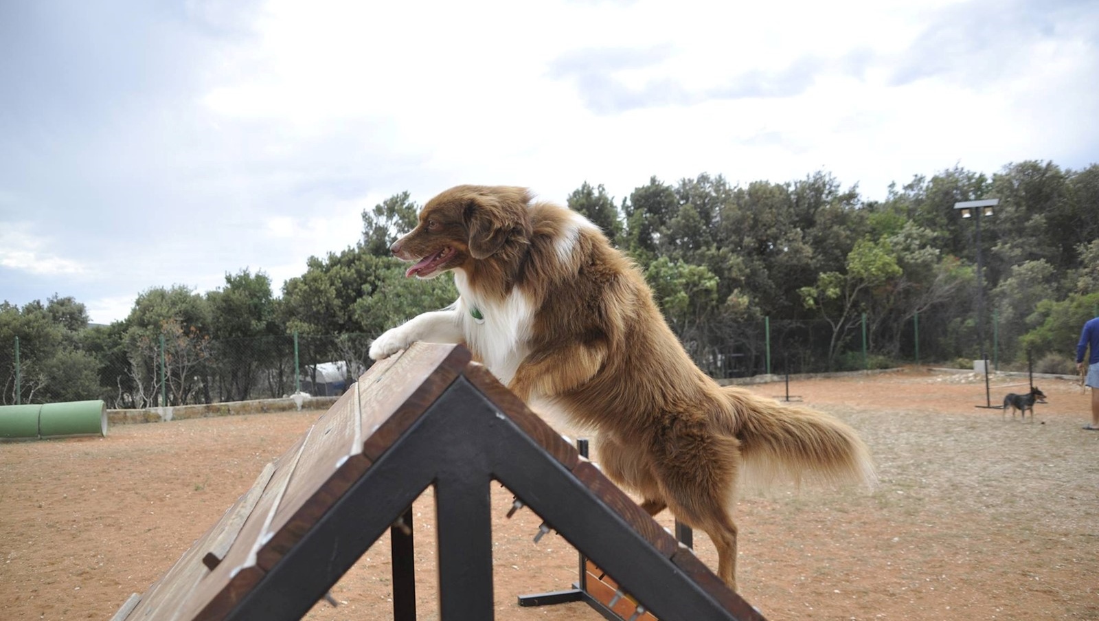 Ein Hund klettert eine Agility-Rampe in einem Trainingsbereich im Freien hinauf
