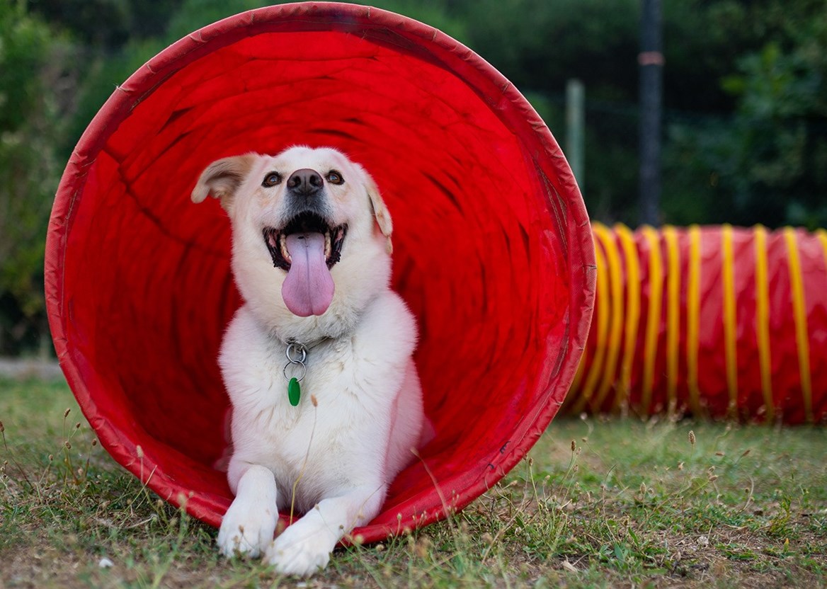 Camping mit Hund | Camping Slatina Camping Cres Loinj