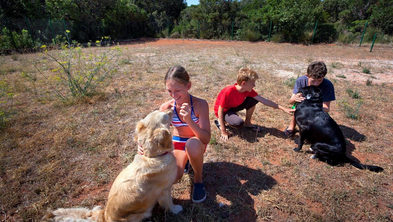 Kinder spielen mit Hunden in einem grasbewachsenen Bereich
