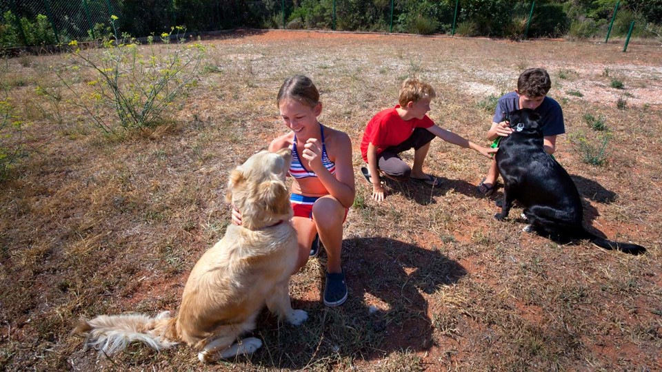 Camping with dogs & free dog trainer