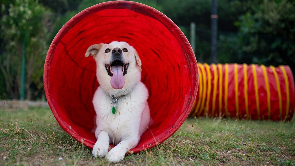 Camping with dogs & free dog trainer