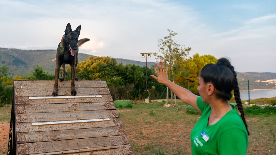 Kamperen met honden & gratis hondentrainer